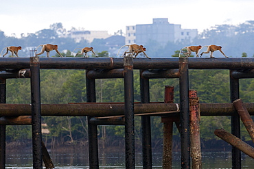 Troop of Proboscis monkey (Nasalis larvatus) walking on water pipes. Balikpapan bay, East Kalimantan, Borneo, Indonesia, Southeast Asia, Asia