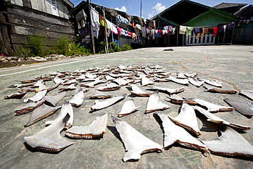 Shark fins being dried on a playground in the village. Balikpapan suburb, East Kalimantan, Borneo, Indonesia, Southeast Asia, Asia