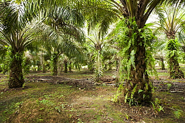 African oil palm (Elaeis guineensis) in an oil palm plantation, East Kutai Regency, East Kalimantan, Borneo, Indonesia, Southeast Asia, Asia