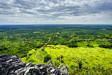 Vast area of oil palm plantations. HDR photo. Kengbeng, East Kutai Regency, East Kalimantan, Borneo, Indonesia, Southeast Asia, Asia