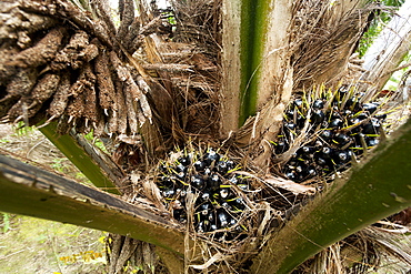 Fruit of African oil palm (Elaeis guineensis), East Kalimantan, Borneo, Indonesia, Southeast Asia, Asia