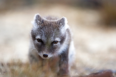 Arctic Fox (Vulpes lagopus) (Alopex lagopus), Svalbard, Norway, Scandinavia, Europe