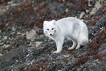 Arctic Fox (Vulpes lagopus) (Alopex lagopus), Svalbard, Norway, Scandinavia, Europe