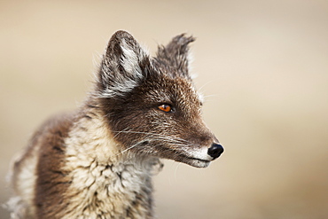 Arctic Fox (Vulpes lagopus) (Alopex lagopus), Svalbard, Norway, Scandinavia, Europe