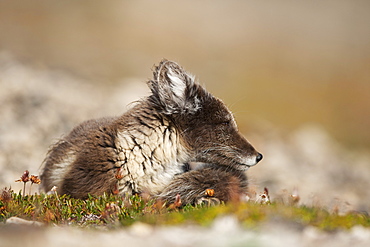 Arctic Fox (Vulpes lagopus) (Alopex lagopus), Svalbard, Norway, Scandinavia, Europe