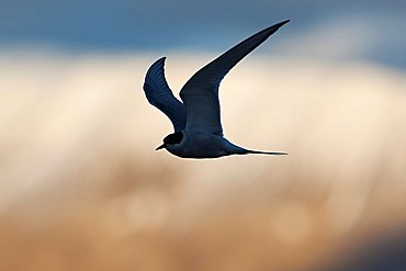 Arctic Tern (Sterna paradisaea), Svalbard, Norway