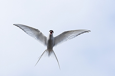 Arctic Tern (Sterna paradisaea), Svalbard, Norway, Scandinavia, Europe