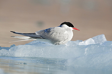 Arctic Tern (Sterna paradisaea), Svalbard, Norway, Scandinavia, Europe