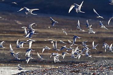 Arctic Tern (Sterna paradisaea), Svalbard, Norway, Scandinavia, Europe