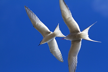 Arctic Tern (Sterna paradisaea), Svalbard, Norway, Scandinavia, Europe