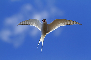 Arctic Tern (Sterna paradisaea), Svalbard, Norway, Scandinavia, Europe