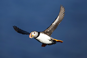 Atlantic Puffin (Fratercula arctica), Svalbard, Norway, Scandinavia, Europe