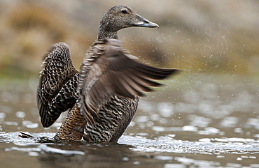 Common eider (Somateria mollissima) female, Longyerbyen, Svalbard, Norway, Scandinavia, Europe