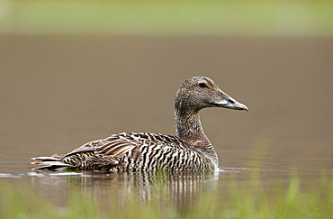 Common eider (Somateria mollissima) female, Longyerbyen, Svalbard, Norway, Scandinavia, Europe