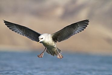 Northern fulmar (Fulmarus glacialis), Svalbard, Norway, Scandinavia, Europe