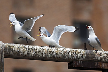 Black-legged kittiwake (Rissa tridactyla), Svalbard, Norway, Scandinavia, Europe