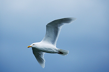 Glaucous gull (Larus hyperboreus), Svalbard, Norway, Scandinavia, Europe