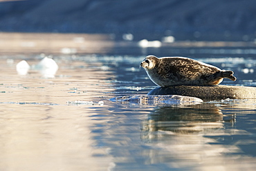 Ringed seal (Pusa hispida), Svalbard, Norway, Scandinavia, Europe