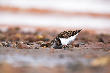 Ruddy turnstone (Arenaria interpres) juvenile, Svalbard, Norway, Scandinavia, Europe