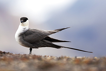 Long-tailed jaeger (long-tailed skua) (Stercorarius longicaudus), Svalbard, Norway, Scandinavia, Europe