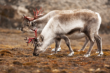 Svalbard reindeer (Rangifer tarandus platyrhynchus), Svalbard, Norway, Scandinavia, Europe