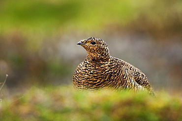 Svalbard rock ptarmigan (Lagopus muta hyperborea), Svalbard, Norway, Scandinavia, Europe