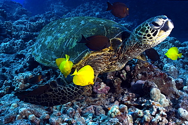 Green sea turtle (Chelonia mydas) getting cleaned by yellow tangs (Zebrasoma flavescens) and lined bristletooth (Ctenochaetus striatus), Kailua-Kona, Hawaii, Pacific