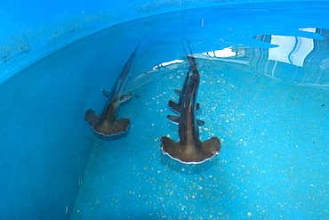 Scalloped hammerhead shark pups (Sphyrna lewini), kept for research, Hawaii Institute of Marine Biology, Kaneohe, Oahu, Hawaii, United States of America, Pacific