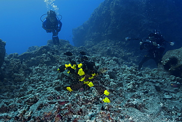 Green sea turtle (Chelonia mydas) getting cleaned by yellow tangs (Zebrasoma flavescens) and lined bristletooth (Ctenochaetus striatus), Kailua-Kona, Hawaii, Pacific