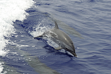 Pantropical spotted dolphin (Stenella attenuata) leaping, Kailua-Kona, Hawaii, United States of America, Pacific