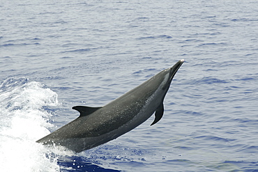 Pantropical spotted dolphin (Stenella attenuata) leaping, Kailua-Kona, Hawaii, United States of America, Pacific