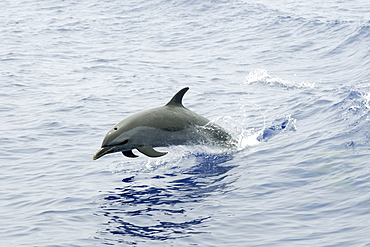 Pantropical spotted dolphin (Stenella attenuata) leaping, Kailua-Kona, Hawaii, United States of America, Pacific