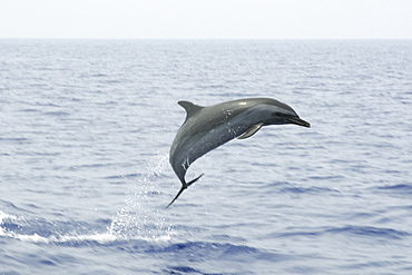 Pantropical spotted dolphin (Stenella attenuata) leaping, Kailua-Kona, Hawaii, United States of America, Pacific