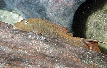 Siluriform catfish, Prata River, Bonito, Mato Grosso do Sul, Brazil, South America