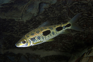 Piaussu (Leporinus macrocephalus), Prata River, Bonito, Mato Grosso do Sul, Brazil, South America