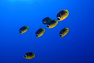 Racoon butterflyfish (Chaetodon lunula), Kailua-Kona, Hawaii, United States of America, Pacific