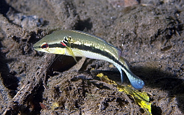 Pike cichlid (Crenicichla lepidota), Prata River, Bonito, Mato Grosso do Sul, Brazil, South America