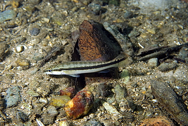 Pike cichlid (Crenicichla lepidota), Prata River, Bonito, Mato Grosso do Sul, Brazil, South America