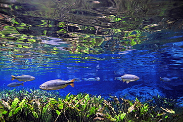 Characins (piraputangas) (Brycon hilarii), swim by Baia Bonita River, Aquario Natural, Bonito, Mato Grosso do Sul, Brazil, South America