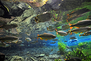 Characins (piraputangas) (Brycon hilarii), swim by Baia Bonita River, Aquario Natural, Bonito, Mato Grosso do Sul, Brazil, South America