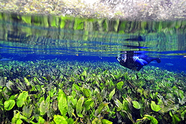 Diver observes the underwater vegetation at Baia Bonita river, Aquario Natural, Bonito, Mato Grosso do Sul, Brazil, South America