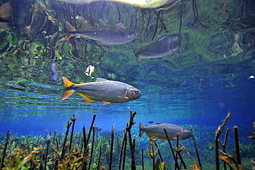 Characins (piraputangas) (Brycon hilarii), swim by Baia Bonita River, Aquario Natural, Bonito, Mato Grosso do Sul, Brazil, South America