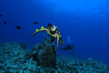 Green sea turtle (Chelonia mydas) getting cleaned by yellow tangs (Zebrasoma flavescens) and lined bristletooth (Ctenochaetus striatus), Kailua-Kona, Hawaii, Pacific