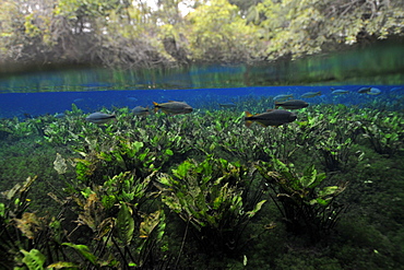 Characins (piraputangas) (Brycon hilarii), swim by Baia Bonita River, Aquario Natural, Bonito, Mato Grosso do Sul, Brazil, South America