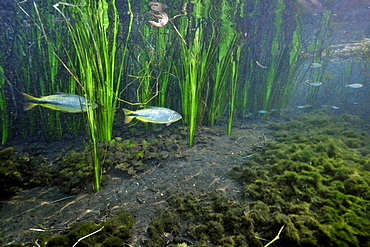 Characins (piraputangas) (Brycon hilarii), swim by underwater vegetation at Sucuri River, Bonito, Mato Grosso do Sul, Brazil, South America