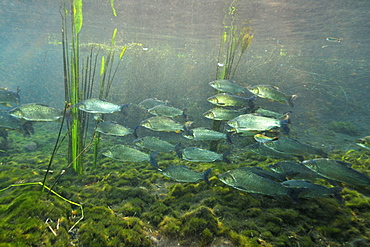 School of streaked prochilods (Prochilodus lineatus), Sucuri river, Bonito, Mato Grosso do Sul, Brazil, South America