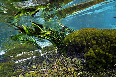 Underwater vegetation at Sucuri River, Bonito, Mato Grosso do Sul, Brazil, South America