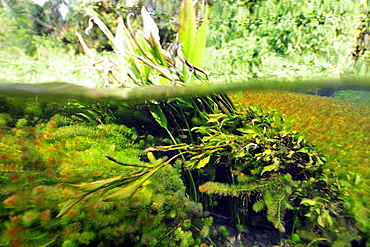 Split image of the lush vegetation above and below water, Sucuri River, Bonito, Mato Grosso do Sul, Brazil, South America