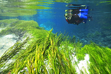 Diver and underwater vegetation at Sucuri river, Bonito, Mato Grosso do Sul, Brazil, South America