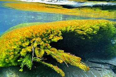 Split image of the lush vegetation above and below water, Sucuri River, Bonito, Mato Grosso do Sul, Brazil, South America